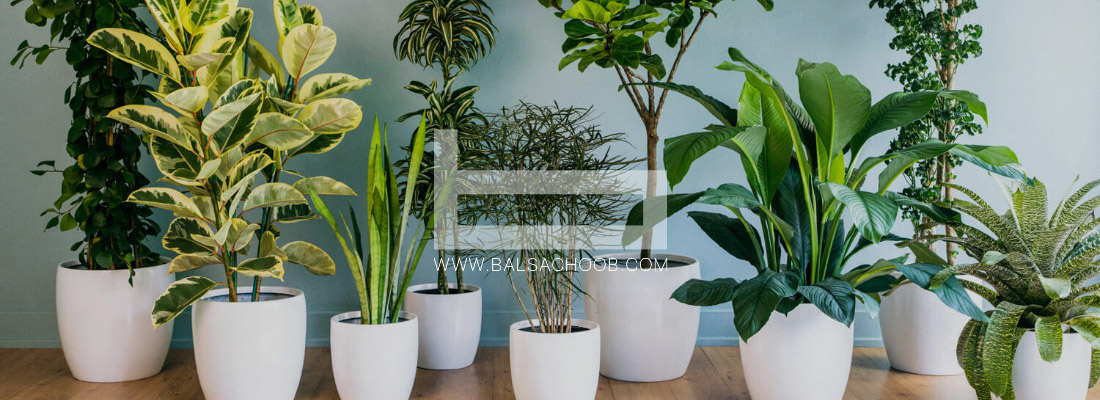 بهترین گیاهان آپارتمانی که می‌توانید در منزل نگه‌دارید
